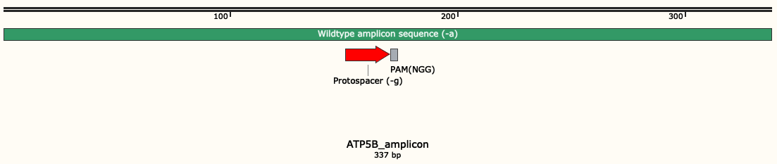Wildtype amplicon sequence