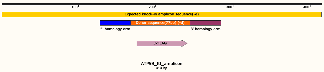 Expected knock-in amplicon sequence