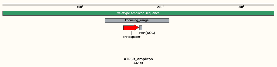 Whole sequence of amplicon